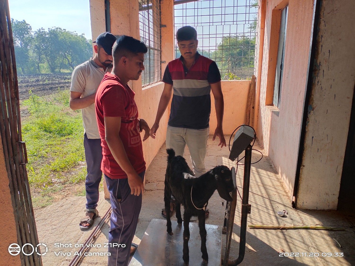 Weighing Goats During ETP